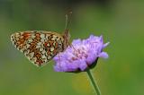 Melitaea-phoebe-Flockenblumen-Scheckenfalter-Fraenk-4-PS.jpg