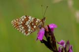 Melitaea-phoebe-Flockenblumen-Scheckenfalter-Fraenk-5-PS.jpg