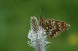 Melitaea-phoebe-Flockenblumen-Scheckenfalter-Fraenk-PS.jpg