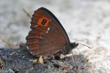 Milchfleck-Erebia-ligea-Lechauen-_1_-PS.jpg