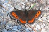 Milchfleck-Erebia-ligea-Lechauen-_2_-PS.jpg