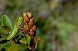 Miramella-alpina-Alpine-Gebirgsschrecke-Lechtaler-Alpen-2-PS.jpg