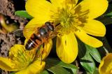 Mistbiene-Eristalis-tenax-Hausgarten-Augsburg-16-1-PS.jpg