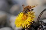 Mistbiene-Eristalis-tenax-auf-Huflattich-Tussilago-farfara-Stadtbrache-Augsburg-15°C-1-2-PS.jpg