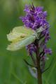 Misumena-vatia-Krabbenspinne--mit-Beute-Zitronenfalter-PS.jpg