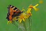 Misumena-vatia-Krabbenspinne-mit-Beute-Aglais-urticae-PS.jpg