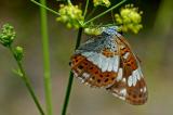 Misumena-vatia-Krabbenspinne-mit-Beute-Limenitis-camilla-PS.jpg