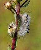 Mondfleck-Buerstenspinner-Gynaephora-selenitica-Noerdliches-Lechtal-PS.jpg