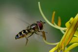 Mondfleck-Schwebfliege-Lapposyrphus-lapponicus-Hausgarten-Augsburg-PS.jpg