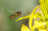 Mondfleck-Schwebfliege-Lapposyrphus-lapponicus-Hausgarten-Augsburg-_2_-PS.jpg