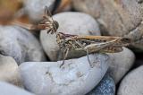 Nachtigall-Grashuepfer-Chorthippus-biguttulus-Weibchen-Flugplatzheide-_2_-PS.jpg