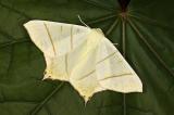 Nachtschwalbenschwanz-_Ourapteryx-sambucaria_.jpg