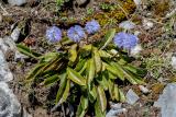 Nacktstengelige_Kugelblume_Globularia_nudicaulis_Lechquellengebirge___2_-Nacktstaen-Kugelblume.jpg