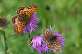 Natterwurz-Perlmutterfalter-_Boloria-titania_--und-Wachtelweizen-Scheckenfalter-_Melitaea-athalia_-Pfaffenwinkel-PS.jpg