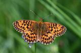 Natterwurz-Perlmutterfalter-_Boloria-titania_-Paffenwinkel--_2_-PS.jpg