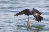 Nebelkraehe-beim-Fischfang-PS.jpg