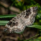 OK115714081Graubinden-LabkrautspannerEpirrhoe-alternata2025-04-28NSGKissH-PS.jpg