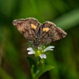 OK116495312Hornkraut-TageulchenPanemeria-tenebrata2025-04-30PE-PS.jpg