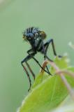 OK118082731GewuerfelteTanzfliegeEmpis-tessellata2025-05-14AIC-PS.jpg