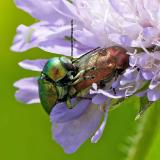 OK120678889Smaragd-FallkaeferCryptocephalus-aureolus2025-06-04NSGKissH-PS.jpg
