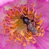 OK121359352Tropidia-scitaW20250609Sylt-Morsum-Kliff-PS.jpg