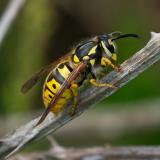 OK121385291DeutscheWespeVespula-germanicaW2025-06-09Sylt-Morsum-Kliff-PS.jpg