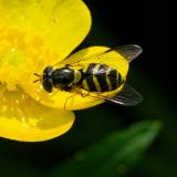 OK121648418Gestreifte-WaldschwebfliegeDasysyrphus-albostriatusW2025-06-11Sylt-PS.jpg