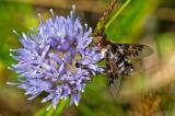 OK122704726Thyridanthrax-fenestratusNM-Sylt-PS.jpg