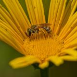 OK123874143Goldglaenzende_Furchenbiene2025-06-21AIC-PS-2.jpg