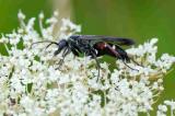 OK127061932Rotbeinige-WegwespeEpisyron-rufipes2025-07-13AIC-PS.jpg