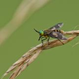 OK92391354Goldaugenbremse-Chrysops-relictus2023-07-21LechauenKoe-PS.jpg