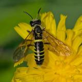 OK93555773Tenthredo-arcuata-schaefferi-gr2023-08-18Lech-LL-A-PS.jpg
