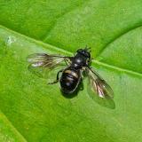 OKZweifleck-WaldrandschwebfliegePipiza-noctilucaW2025-05-09A-Mandicho-PS.jpg