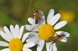 Oedemera-podagrariae---PS.jpg