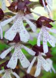 Orchis-purpurea-1.jpg