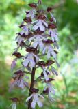 Orchis-purpurea-2.jpg