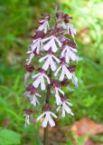 Orchis-purpurea-3.jpg