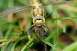 Orthetrum-cancellatum-Grosser-Blaupfeil-W-2-PS.jpg