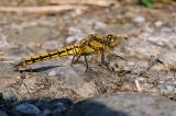 Orthetrum-cancellatum-Grosser-Blaupfeil-W-PS.jpg