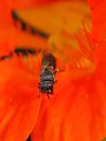 P1001256-Gewoehnliche-Maskenbiene-PS.jpg