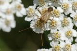 P1013583_Adelphocoris-lineolatus_2025-07-15-Augsburg-PS.jpg