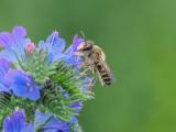 P1016065-Garten-Blattschneiderbiene.JPG