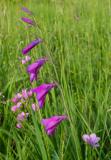 P1020031-Sumpf-Gladiole.jpg