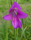 P1020132-Sumpf-Gladiole.jpg