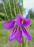 P1020133-Sumpf-Gladiole.jpg