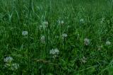 P1020609-Weiss-Klee.jpg