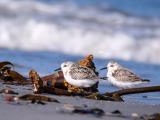 P1021409-Sanderling-PS.jpg