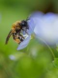 P1023464-Zweifarbige-Sandbiene-W-PS.jpg