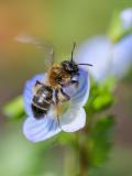 P1023470-Zweifarbige-Sandbiene-W-PS.jpg