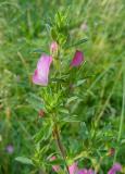 P1030844-Gew-Dornige-Hauhechel.jpg
